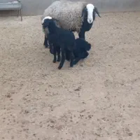 گوسفند میش دوقلواصیل نژاد شال