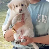 سگ پامر اشپتیز|سگ|اصفهان, پروین|دیوار