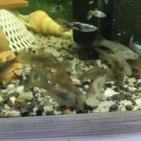 ماهی کریدوراس بالغ بسیار فعال و سرحال