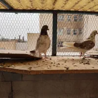 کفتر|پرنده|تهران, جمهوری|دیوار