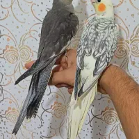 عروس ۴ماهه نرسینامون ماده لوتینو پروانه ای فول رام|پرنده|لاهیجان, طالقانی|دیوار