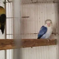 طوطی برزیلی بالغ|پرنده|جهرم, |دیوار