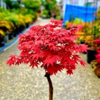 فروش بونسای و گیاهان خاص|گل و گیاه طبیعی|تهران, جردن|دیوار