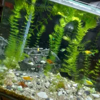 گیاه شویدی|ماهی|کرمان, |دیوار