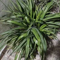 گل طبیعی|گل و گیاه طبیعی|اسلام‌شهر, زرافشان|دیوار