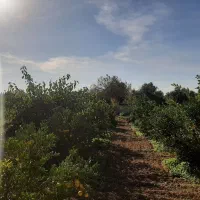 زمین ۱۰۰۰ متر مسکونی فوری|فروش زمین و ملک کلنگی|طبقده, |دیوار