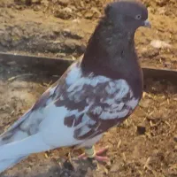 کفتر جفت کله سرخ|پرنده|مرودشت, پشت سایپا‎|دیوار