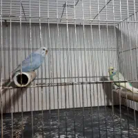 مرغ عشق با قفس