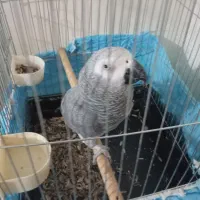 کاسکو ۷ساله نر صحبت کن|پرنده|کرج, کمال‌شهر|دیوار