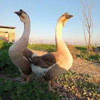 قوغاز اکراینی اصل