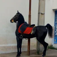 اسب کرد نریان