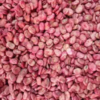 باقلا برکت درجه یک جهت کاشت