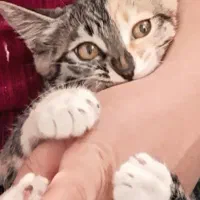 گربه ماده ۸ماهه .اسم میشا|گربه|چناران, |دیوار