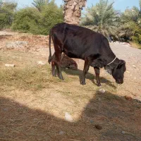 گوساله‌چاق‌داشتی‌گوشتی‌گاوجنس‌خوب‌بازدید‌راونگ|حیوانات مزرعه|میناب, |دیوار