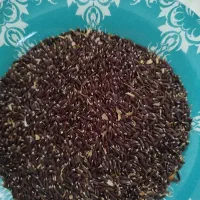 کنجد سیاه