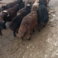 بره ماده|حیوانات مزرعه|لاجان, |دیوار