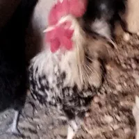 خروس بومی جوان|حیوانات مزرعه|شاهینشهر, گرگاب|دیوار