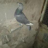 جان آردن سیلور|پرنده|نمین, |دیوار