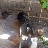 جوجه مرغ نژاد دار (پا پری)