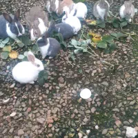 خرگوش نر و ماده و بچه خرگوش