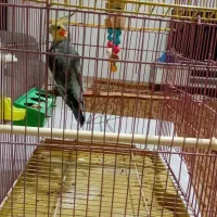 عروس هلندی نر،  سالم باقیمت مناسب