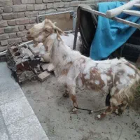 بز دوقلو زا