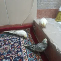 سه عدد عروس هلندی نر