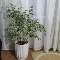 فروش گیاه