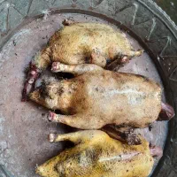 غاز و اردک اسرائیلی محلی|حیوانات مزرعه|رشت, علی آباد|دیوار