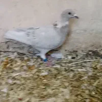 کبوتر