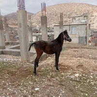 اسب مادیان|اسب و تجهیزات اسب‌سواری|جوانرود, |دیوار