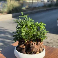 بنسای «میخک هندی»