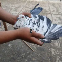 کفترسرور|پرنده|قرچک, پویینک|دیوار