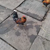 خروس گلین|حیوانات مزرعه|تهران, استخر|دیوار