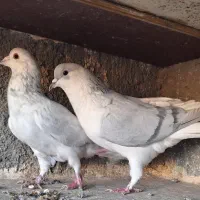 ۱۷تا کفتر رنگه|پرنده|مشهد, ابوذر|دیوار