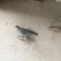 کبوتر کنگ اسپی نرو ماده و درشت|پرنده|برازجان, |دیوار