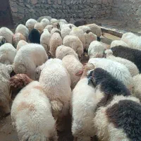 تعداد 30راس بره نر