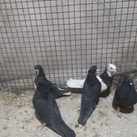 سیاه بهبانی و طوقی و شهری سیاه|پرنده|مرودشت, ابوذر جنوبی|دیوار