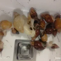 تعدای حلزون