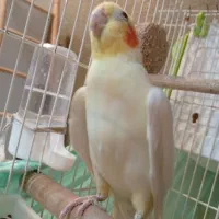 عروس هلندی نرلوتینو2ساله بالغ|پرنده|کیش, |دیوار