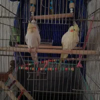 یک جفت عروس هلندی قیمت توافقی|پرنده|ساوه, |دیوار