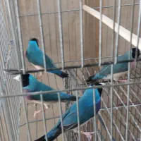 فنچ گلیدین ونرگسی|پرنده|جهرم, |دیوار