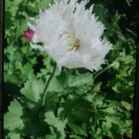 باغبان|خدمات باغبانی و درختکاری|آبادان, |دیوار