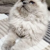 گربه پرشین سه ماهه