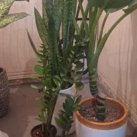 گل وگیاه|گل و گیاه طبیعی|امیدیه, |دیوار