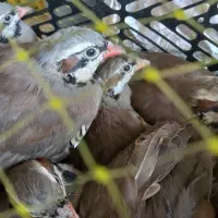 فروش پرورشی چهار ماهه