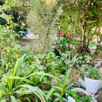 باغ پذیرایی|اجارهٔ کوتاه‌مدت ویلا و باغ|بندر گناوه, |دیوار