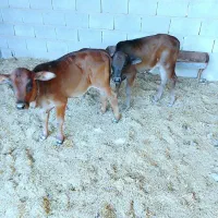 دوتا گوساله فروشی