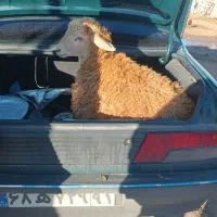 دام زنده ،توغلی ، گوسفند|حیوانات مزرعه|اردبیل, |دیوار