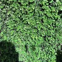 گرین وال چمن مصنوعی چمن سبز|گل و گیاه طبیعی|تهران, امام زاده عبدالله|دیوار